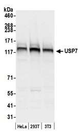 USP7 / HAUSP Antibody - Detection of human and mouse USP7 by western blot. Samples: Whole cell lysate (50 µg) from HeLa, HEK293T, and mouse NIH 3T3 cells prepared using NETN lysis buffer. Antibody: Affinity purified rabbit anti-USP7 antibody used for WB at 0.1 µg/ml. Detection: Chemiluminescence with an exposure time of 1 second.
