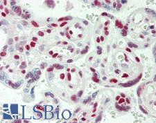 USP7 / HAUSP Antibody - Human Placenta: Formalin-Fixed, Paraffin-Embedded (FFPE)