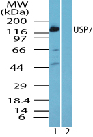 USP7 / HAUSP Antibody - Western blot of USP7 protein in MCF7 cell lysate in the 1) absence and 2) presence of immunizing peptide using USP7 / HAUSP Antibody at 1.0 ug/ml. Goat anti-rabbit Ig HRP secondary antibody, and PicoTect ECL substrate solution, were used for this test.