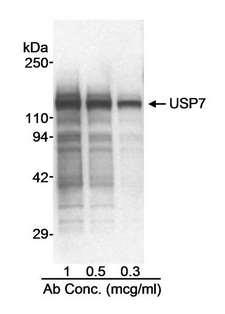 USP7 / HAUSP Antibody - Detection of Human USP7 by Western Blot. Samples: Nuclear extract (50 ug/lane) from HeLa cells. Antibody: Affinity purified rabbit anti-USP7 antibody used at the indicated concentrations. Detection: Chemiluminescence with a 10 second exposure.