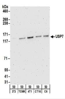 USP7 / HAUSP Antibody - Detection of Mouse and Rat USP7 by Western Blot. Samples: Whole cell lysate (50 ug) from NIH3T3, TCMK-1, 4T1, CT26.WT, and rat C6 cells. Antibodies: Affinity purified rabbit anti-USP7 antibody used for WB at 1 ug/ml. Detection: Chemiluminescence with an exposure time of 3 minutes.