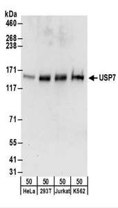 USP7 / HAUSP Antibody - Detection of Human USP7 by Western Blot. Samples: Whole cell lysate (50 ug) from HeLa, 293T, Jurkat, and K562 cells. Antibodies: Affinity purified rabbit anti-USP7 antibody used for WB at 1 ug/ml. Detection: Chemiluminescence with an exposure time of 30 seconds.