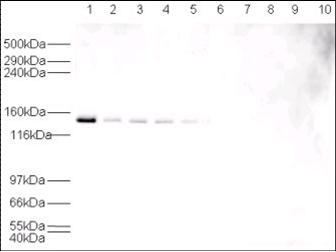 USP7 / HAUSP Antibody - Anti-HAUSP Antibody - Western Blot. Western blot of affinity purified anti-HAUSP antibody shows detection of HAUSP in various cell lysates at 130 kD (lane 1 - HeLa nuclear extract, lane 2 - HeLa, Lane 3 - A431, Lane 4 - MCF7, Lane 5 - 3T3). The antibody is blocked by pre-incubation with the immunizing peptide (lanes 6 - 10) using the same lysates. A 1:500 dilution of the primary antibody was used for detection followed by a 1:5000 dilution of HRP Gt-a-Rabbit IgG. Exposure time was 30 s.