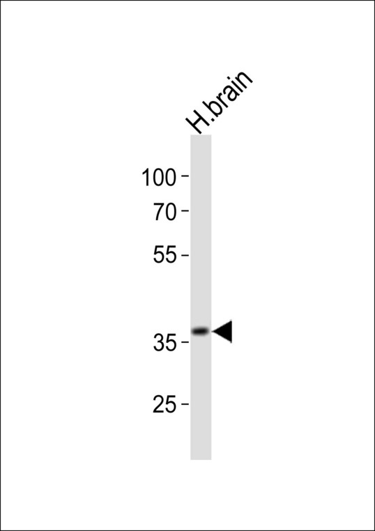 UTF1 Antibody - Western blot of lysate from human brain tissue lysate , using UTF1 antibody diluted at 1:1000. A goat anti-rabbit IgG H&L (HRP) at 1:10000 dilution was used as the secondary antibody. Lysate at 20 ug.