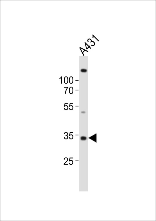 UTF1 Antibody - Western blot of lysate from A431 cell line, using UTF1 antibody diluted at 1:1000. A goat anti-rabbit IgG H&L (HRP) at 1:10000 dilution was used as the secondary antibody. Lysate at 20 ug.