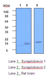 VAMP2 / VAMP-2 Antibody