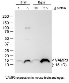VAMP3 / VAMP-3 Antibody - VAMP3 expression in mouse brain and eggs. - VAMP3 expression in mouse brain and eggs.