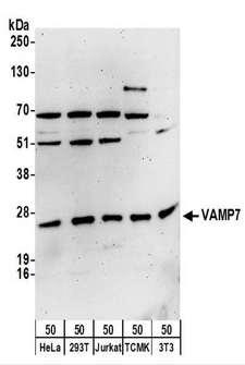 VAMP7 / SYBL1 / T1 VAMP Antibody - Detection of Human and Mouse VAMP7 by Western Blot. Samples: Whole cell lysate (50 ug) from HeLa, 293T, Jurkat, mouse TCMK-1, and mouse NIH3T3 cells. Antibodies: Affinity purified rabbit anti-VAMP7 antibody used for WB at 0.1 ug/ml. Detection: Chemiluminescence with an exposure time of 3 minutes.