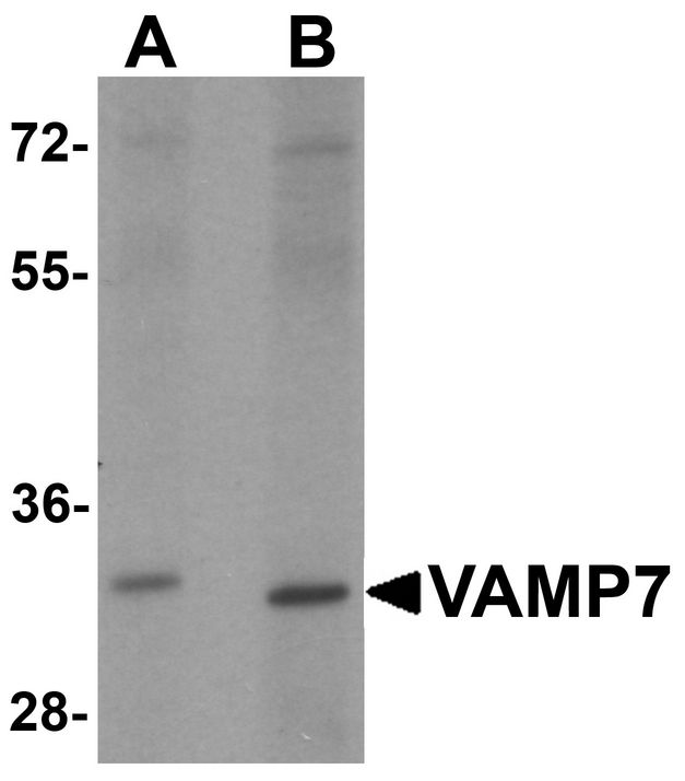 VAMP7 / SYBL1 / T1 VAMP Antibody - Western blot analysis of VAMP7 in mouse lung tissue lysate with VAMP7 antibody at 1 ug/ml.