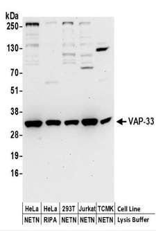 VAP33 / VAPA Antibody - Detection of Human and Mouse VAP-33 by Western Blot. Samples: Whole cell lysate (50 ug) prepared using NETN or RIPA buffer from HeLa, 293T, Jurkat, and mouse TCMK-1 cells. Antibodies: Affinity purified rabbit anti-VAP-33 antibody used for WB at 0.4 ug/ml. Detection: Chemiluminescence with an exposure time of 30 seconds.