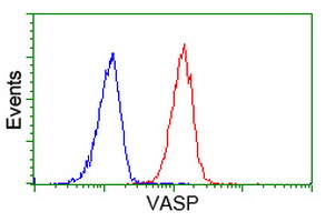 VASP Antibody - Flow cytometry of HeLa cells, using anti-VASP antibody (Red), compared to a nonspecific negative control antibody (Blue).
