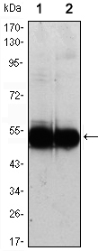VCAM1 / CD106 Antibody - Western blot using VCAM1 mouse monoclonal antibody against HUVEC (1) and EC (2) cell lysate.