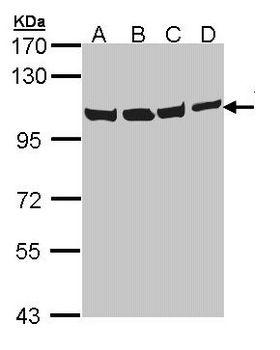 VCP Antibody - Sample (30 ug of whole cell lysate). A: Hela, B: Hep G2 , C: Molt-4 , D: Raji. 7.5% SDS PAGE. VCP antibody diluted at 1:1000.