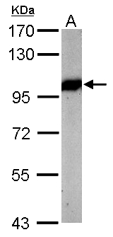 VCP Antibody - Sample (50 ug of whole cell lysate). A: mouse brain. 7.5% SDS PAGE. VCP antibody diluted at 1:5000.
