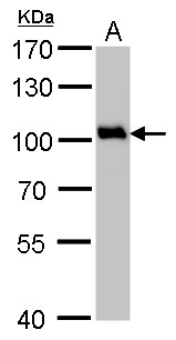 VCP Antibody - Sample (50 ug of whole cell lysate). A: rat brain. 7.5% SDS PAGE. VCP antibody diluted at 1:1000.