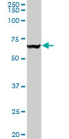 VCP Antibody - VCP monoclonal antibody, clone 4A8. Western blot of VCP expression in HepG2.