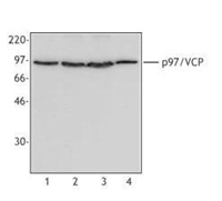 VCP Antibody - Western blot of extracts from HeLa cells (Lane 1), Jurkat cells (Lane 2), MCF7 cells (Lane 3), or mouse splenocytes (Lane 4), using anti-p97/VCP, clone 4G9