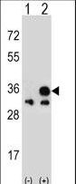 VDAC1 / PORIN Antibody - Western blot of VDAC1 (arrow) using rabbit polyclonal VDAC1 Antibody. 293 cell lysates (2 ug/lane) either nontransfected (Lane 1) or transiently transfected (Lane 2) with the VDAC1 gene.