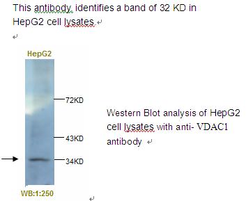 VDAC1 / PORIN Antibody