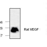 VEGFA / VEGF Antibody - Western blot of VEGF antibody.