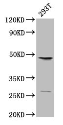 VEGFC Antibody - Western Blot Positive WB detected in: 293T whole cell lysate All lanes: VEGFC antibody at 2µg/ml Secondary Goat polyclonal to rabbit IgG at 1/15000 dilution Predicted band size: 46 kDa Observed band size: 46 kDa