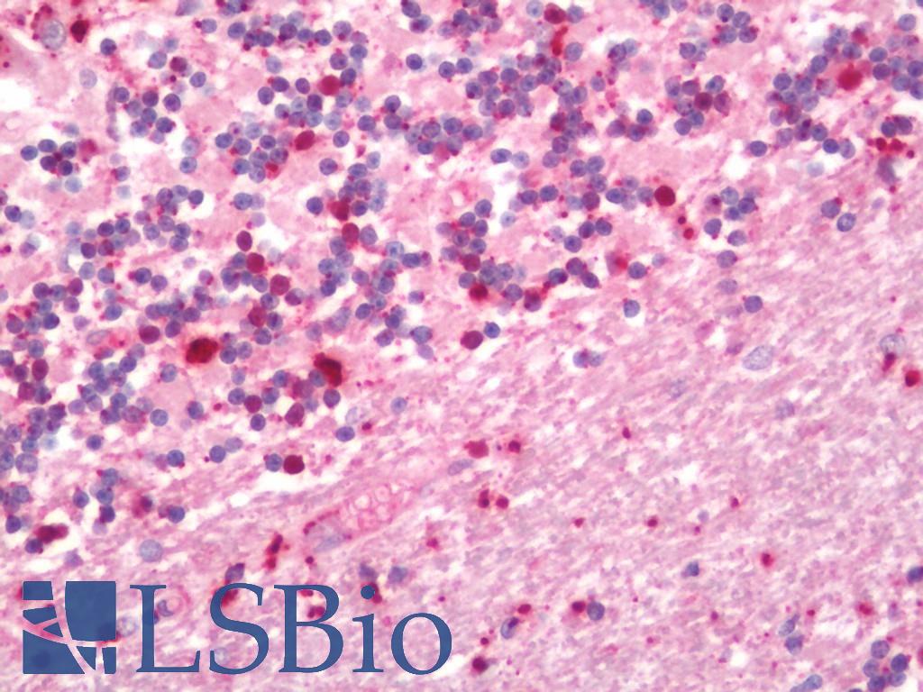 VEGFD Antibody - Human Brain, Cerebellum: Formalin-Fixed, Paraffin-Embedded (FFPE).  This image was taken for the unconjugated form of this product. Other forms have not been tested.