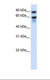 VGF Antibody - Transfected 293T cell lysate. Antibody concentration: 1.0 ug/ml. Gel concentration: 12%.  This image was taken for the unconjugated form of this product. Other forms have not been tested.