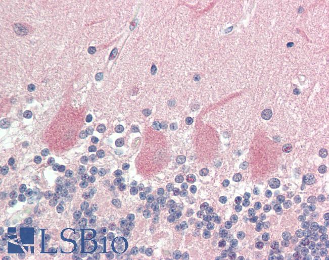 VGF Antibody - Human Brain, Cerebellum: Formalin-Fixed, Paraffin-Embedded (FFPE).  This image was taken for the unconjugated form of this product. Other forms have not been tested.