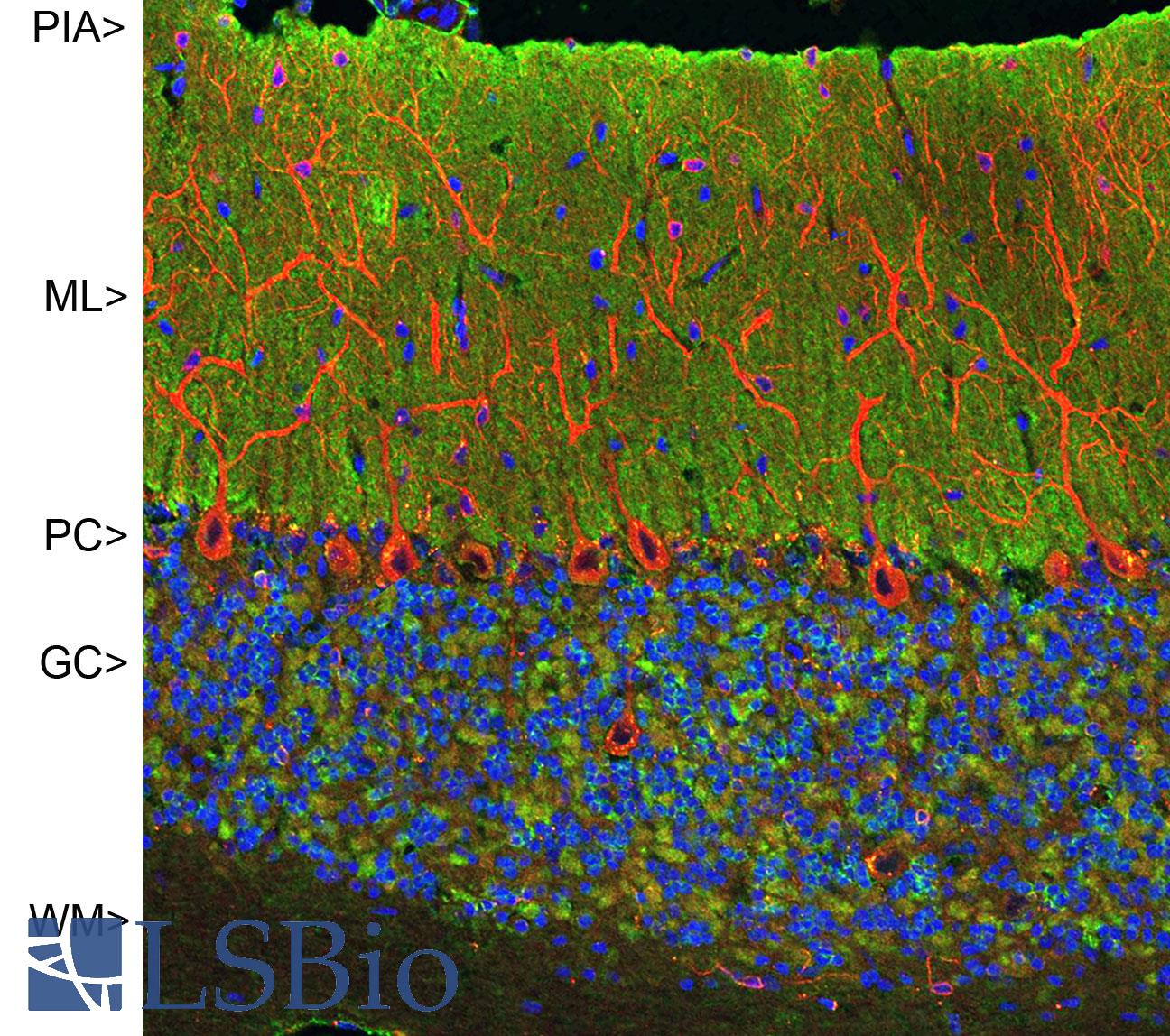 VILIP / VSNL1 Antibody - Confocal image of adult rat cerebellar cortex stained with VILIP / VSNL1 antibody (green), chicken polyclonal antibody to MAP2 (red) and DNA (blue). The VILIP / VSNL1 antibody antibody reveals synapses in the molecular layer (ML) strongly. Synaptic regions are also seen in the granule cell layer (GC). The perikarya of Purkinje cells (PC) are revealed with MAP2 antibody (4). Little staining is seen in the white matter (WM).