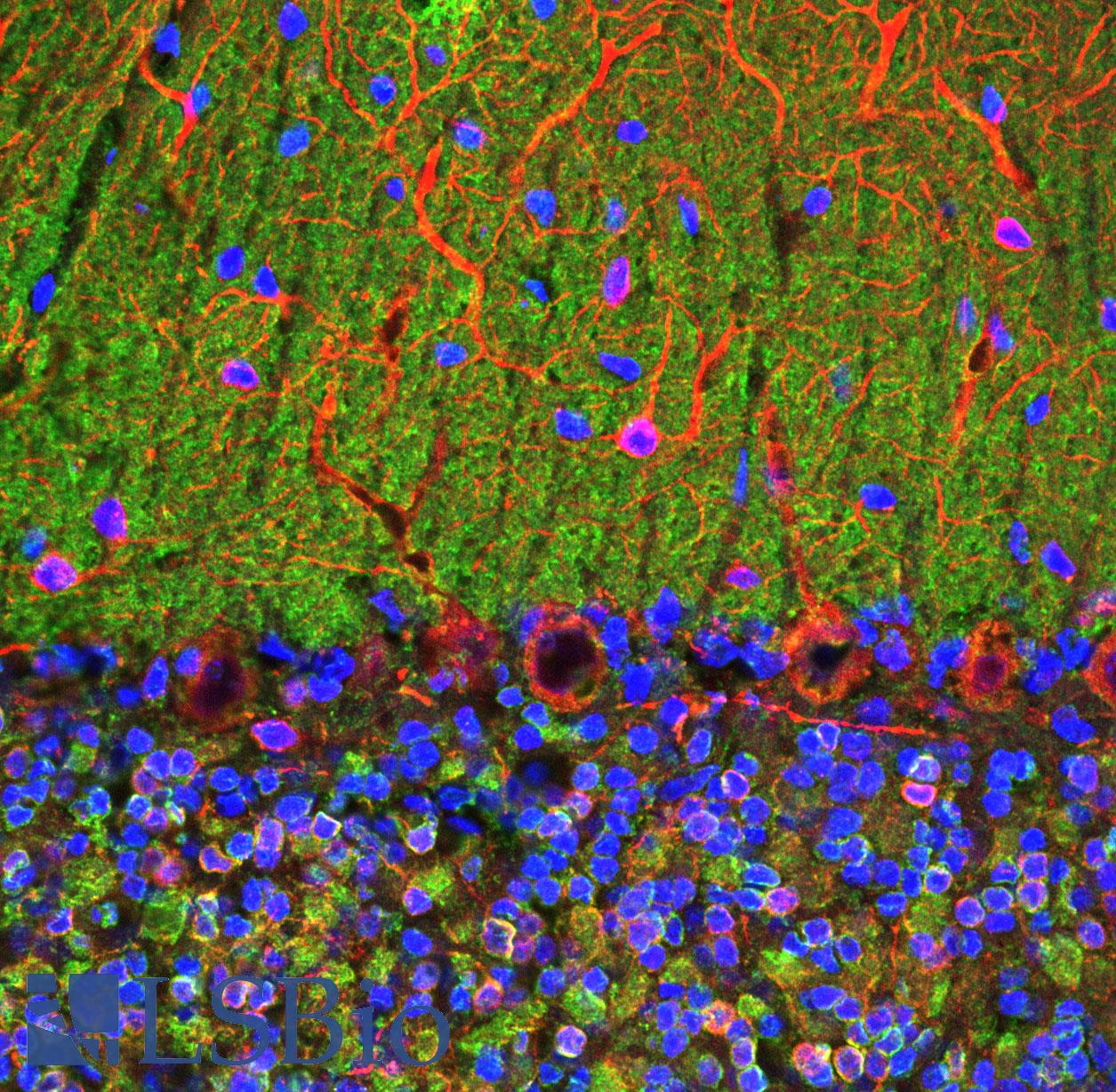 VILIP / VSNL1 Antibody - Confocal image of adult rat cerebellum stained with VILIP / VSNL1 antibody (green), chicken polyclonal antibody to MAP2(red) and DNA (blue). The VILIP / VSNL1 antibody antibody reveals perikarya and synaptic regions in the neuron rich granular layer (bottom) and synapse rich molecular layer (top). Note that the large prominent Purkinje neurons at the junction of these two layers do not stain with this antibody, in line with the findings of others.