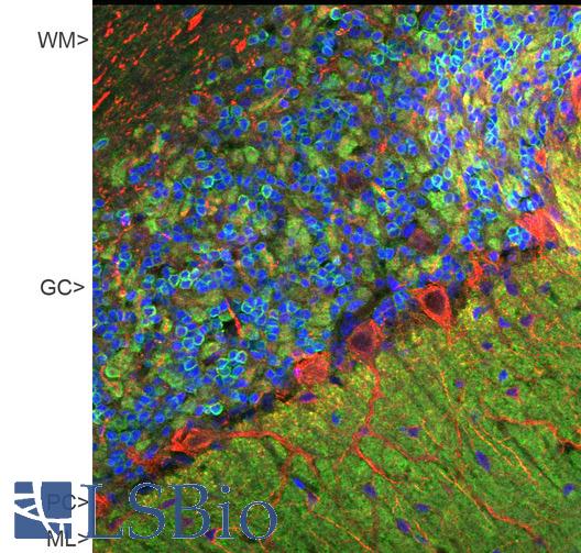 VILIP / VSNL1 Antibody - Confocal image of adult rat cerebellar cortex stained with VSNL1 (green), polyclonal antibody to NF-M (red) and DNA (blue). The VSNL1 reveals synapses in the molecular layer (ML) strongly. Synaptic regions are also seen in the granule cell layer (GC). The perikarya of Purkinje cells (PC) and dendrites and axons are revealed with NF-M antibody. Little staining of VSNL1 is seen in the white matter (WM).