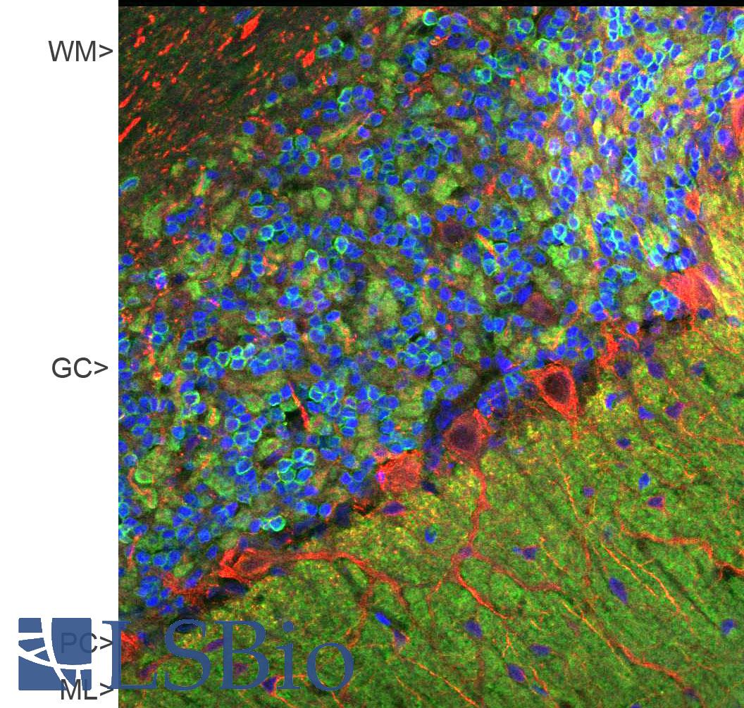 VILIP / VSNL1 Antibody - Confocal image of adult rat cerebellar cortex stained with VSNL1 (green), polyclonal antibody to NF-M (red) and DNA (blue). The VSNL1 reveals synapses in the molecular layer (ML) strongly. Synaptic regions are also seen in the granule cell layer (GC). The perikarya of Purkinje cells (PC) and dendrites and axons are revealed with NF-M antibody. Little staining of VSNL1 is seen in the white matter (WM).