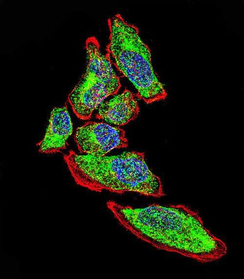 Vimentin Antibody - Confocal immunofluorescence of Vimentin Antibody with A549 cell followed by Alexa Fluor 488-conjugated goat anti-rabbit lgG (green). Actin filaments have been labeled with Alexa Fluor 555 phalloidin (red). DAPI was used to stain the cell nuclear (blue).
