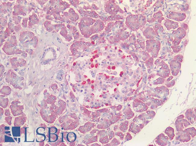 VPS35 Antibody - Human Pancreas: Formalin-Fixed, Paraffin-Embedded (FFPE) HIER using 10 mM sodium citrate buffer pH 6.0