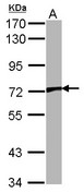 VRL1 / TRPV2 Antibody - Sample (30 ug of whole cell lysate). A: NIH-3T3. 7.5% SDS PAGE. VRL1 antibody. TRPV2 antibody diluted at 1:1000. 