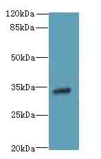 VSIR / GI24 / VISTA Antibody - Western blot. All lanes: C10orf54 antibody at 4 ug/ml+Mos- liver tissue Goat polyclonal to rabbit at 1:10000 dilution. Predicted band size: 34 kDa. Observed band size: 34 kDa.