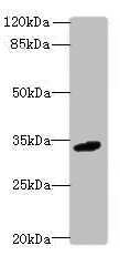 VSIR / GI24 / VISTA Antibody - Western blot All lanes: C10orf54 antibody at 4µg/ml + Mouse liver tissue Secondary Goat polyclonal to rabbit IgG at 1/10000 dilution Predicted band size: 34 kDa Observed band size: 34 kDa
