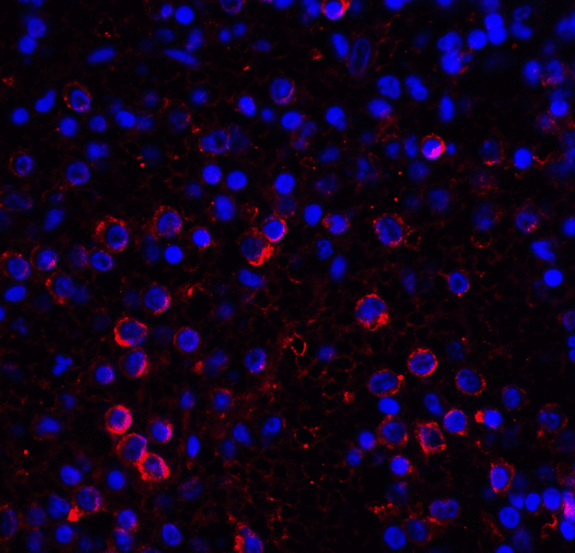 VSIR / GI24 / VISTA Antibody - Immunofluorescence of VISTA in human spleen tissue with VISTA antibody at 10 ug/mL. Red: VISTA Antibody [4C4] Blue: DAPI staining