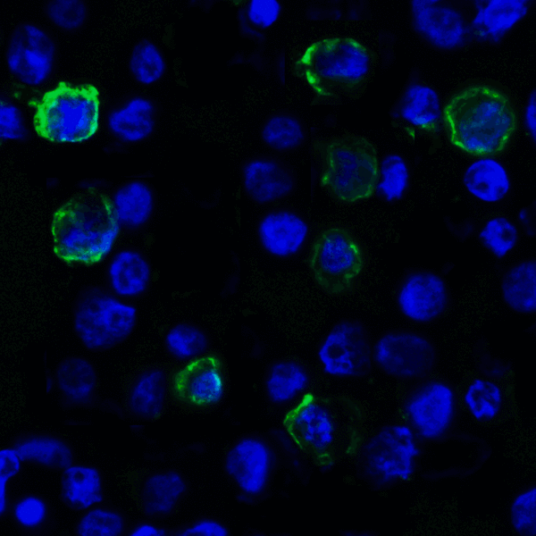 VSIR / GI24 / VISTA Antibody - Immunofluorescence of VISTA in transfected HEK293 cells with VISTA antibody at 2 ug/mL. Green: VISTA Antibody [4C4] Blue: DAPI staining