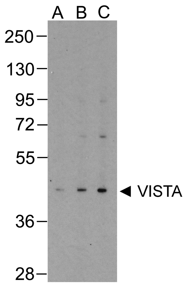 VSIR / GI24 / VISTA Antibody - Western blot analysis of VISTA in overexpressing HEK293 cells with VISTA antibody at (A) 0.25 (B) 0.5 and (C) 1 ug/ml