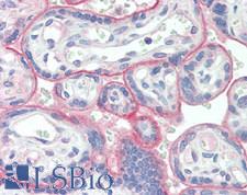 VSIR / GI24 / VISTA Antibody - Human Placenta: Formalin-Fixed, Paraffin-Embedded (FFPE) at 10 µg/ml.