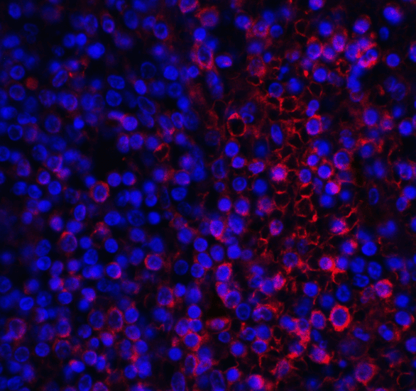 VSIR / GI24 / VISTA Antibody - Immunofluorescence of VISTA in human spleen tissue with VISTA antibody at 10 ug/mL. Red: VISTA Antibody [8E11] Blue: DAPI staining
