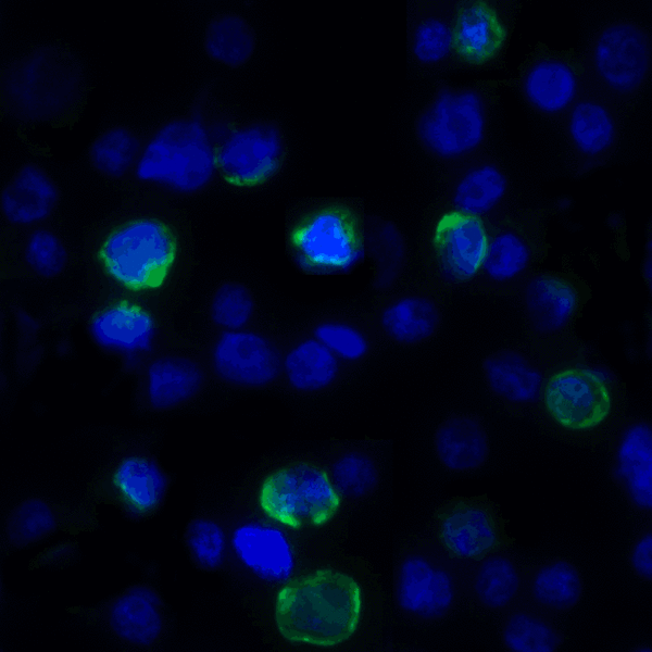 VSIR / GI24 / VISTA Antibody - Immunofluorescence of VISTA in transfected HEK293 cells with VISTA antibody at 2 ug/mL. Green: VISTA Antibody [8E11] Blue: DAPI staining