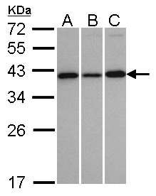 VTA1 Antibody - Sample (30 ug whole cell lysate). A: H1299, B: HeLa S3, C: MOLT4 . 12% SDS PAGE. VTA1 antibody diluted at 1:1000