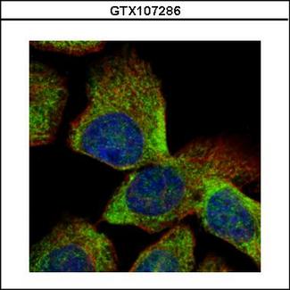 VTA1 Antibody - Confocal immunofluorescence analysis (Olympus FV10i) of methanol-fixed A431 using VTA1 antibody (Green) at 1:500 dilution. Alpha-tubulin filaments were labeled with alpha-tubulin antibody (Red) at 1:500.