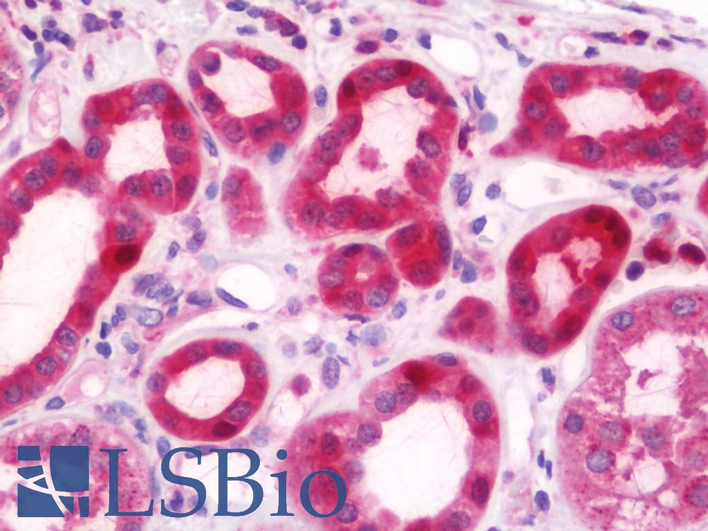 VTA1 Antibody - Anti-VTA1 antibody IHC staining of human kidney. Immunohistochemistry of formalin-fixed, paraffin-embedded tissue after heat-induced antigen retrieval. Antibody concentration 7.5 ug/ml.