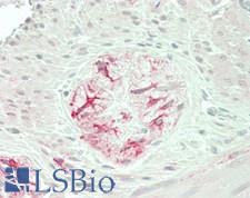 VTI1A Antibody - Human Small Intestine, Myenteric Plexus: Formalin-Fixed, Paraffin-Embedded (FFPE)