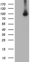 VWA5A Antibody - HEK293T cells were transfected with the pCMV6-ENTRY control (Left lane) or pCMV6-ENTRY VWA5A (Right lane) cDNA for 48 hrs and lysed. Equivalent amounts of cell lysates (5 ug per lane) were separated by SDS-PAGE and immunoblotted with anti-VWA5A.