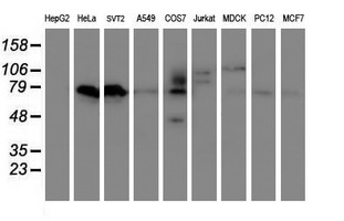 VWA5A Antibody - Western blot of extracts (35 ug) from 9 different cell lines by using g anti-VWA5A monoclonal antibody (HepG2: human; HeLa: human; SVT2: mouse; A549: human; COS7: monkey; Jurkat: human; MDCK: canine; PC12: rat; MCF7: human).
