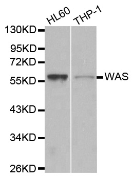 WAS / WASP Antibody - Western blot analysis of extracts of various cell lines, using WAS antibody.